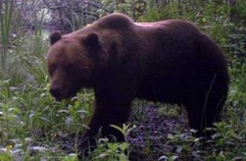 В лесах возле Чернобыльской АЭС появились медведи