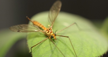 Как избавиться от зуда после укуса комара: 6 простых советов
