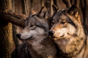 На Херсонщине волки атакуют села