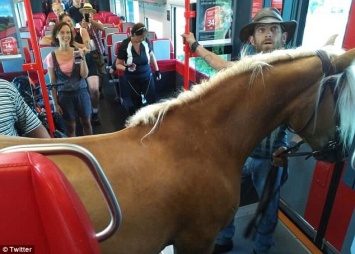 Нельзя не только котам и с котами, а и с лошадью: австриец так и не смог довезти своего коня до нужной станции