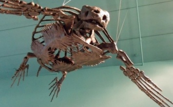 В Китае ученые обнаружили скелет древней черепахи с клювом