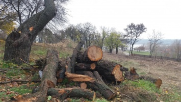 В Запорожье на Набережной удалят почти сотню деревьев