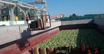 Под Киев прибыла баржа с тоннами херсонских арбузов