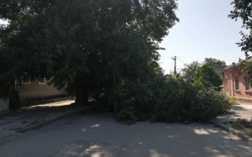 В центральной части Херсона рухнула огромная ветка дерева, которая перегородила проезжую часть