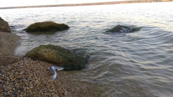 На берегах Хаджибеевского лимана и Тилигула наблюдается мор рыбы