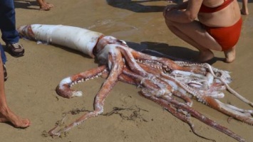 На берег Новой Зеландии выбросило гигантского кальмара