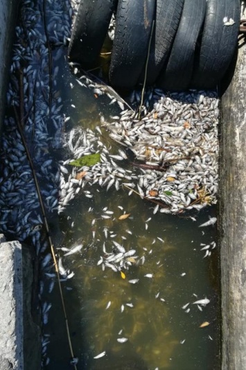 Жители Николаевщины продолжают публиковать фото ужасных последствий мора рыбы
