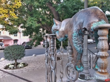 Офисному котику в Одессе вандалы оторвали хвост