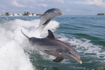 Дельфин-извращенец держит в ужасе целый курорт, купаться запрещено