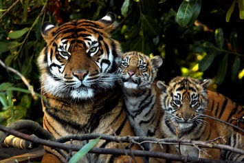 Метод поиска серийных убийц защитит тигров от вымирания