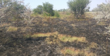 В Великомихайловском районе горела лесопосадка