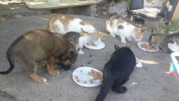 В Днепре появился дворовой приют для бездомных животных