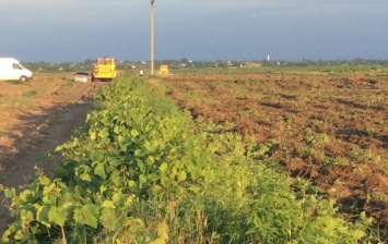 Появились скандальные подробности пожара на виоградниках под Одессой