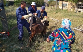 На Херсонщине операция по спасению коровы прошла успешно