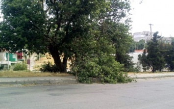 Упавшая ветка едва не раздавила херсонскую школьницу