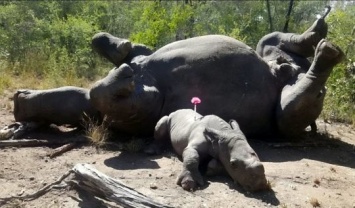 Пытался спасти маму: мир покорила трогательная история о детеныше носорога