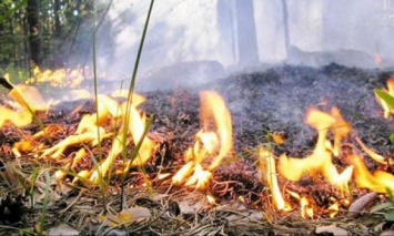 В Харьковской области горит 6,5 га лесной подстилки: Огонь тушат 140 человек