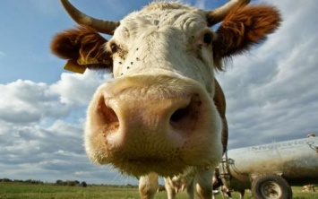 «Сваха с рогами»: Фермер использовал корову для предложения руки и сердца