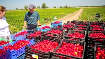 Работа в Польше: Сколько зарабатывают украинцы