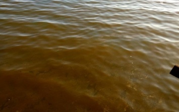 Одесситы заметили на поверхности моря токсичные пятна (ФОТО)