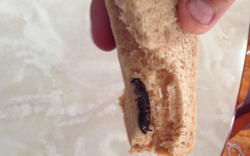 Хлеб с "сюрпризом": житель Днепропетровщины нашел в хлебе насекомых