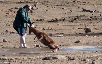 Пришла помощь, откуда не ждали: в южноафриканском природном парке застрявшую в грязи антилопу вытащил турист