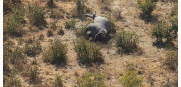 В Ботсване массово убивают слонов: ученые говорят о катастрофе