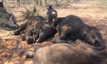 В заповеднике Ботсваны браконьеры убили почти 90 слонов