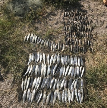 На Николаевщине пограничники поймали браконьера с 150-метровой сетью и солидным уловом
