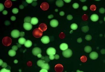Биологи создали синтетические клетки-«франкенштейны» для охоты на микробов