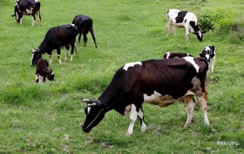 Из Украины в Беларусь сбежали 178 коров