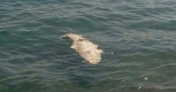 На пляже в Ялте люди обнаружили мертвого крокодила