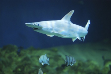 Ученые обнаружили акулу, которая питается растениями (видео)