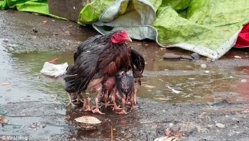 Что такое мокрая курица, или Мать есть мать