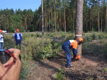 Гослесагентство Украины предупредило о значительном подорожании древесины из-за внесенных в законодательство изменений