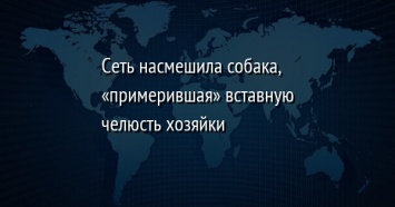 Сеть насмешила собака, «примерившая» вставную челюсть хозяйки