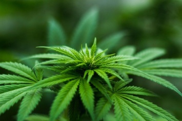 Россиянин в Украине выращивал в теплицах марихуану на 3 млн гривен