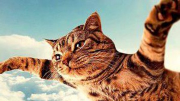 "Упал с неба": 6-килограммовый кот придавил мужчину