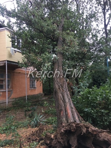 Деревья в Керчи падали на крыши и висели на проводах