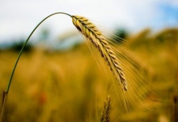 В Украине снизились запасы пшеницы