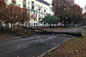 Древопад в Днепре: на Яворницкого дерево рухнуло на тротуар