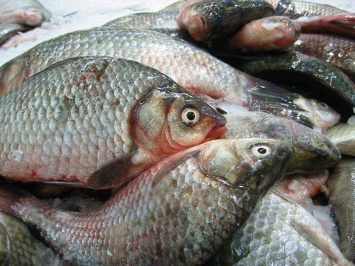 В Запорожской области задержали рыбаков, которые ловили рыбу электричеством