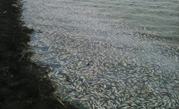 В одном из притоков Самары произошел замор рыбы: на берег вынесло более 1,5 тонны карасей