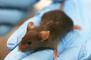 Ученым с помощью генной терапии удалось избавить мышей от кокаиновой зависимости