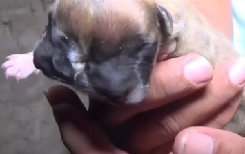 В Перу родился двуглавый щенок. Видео