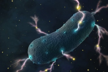 Некоторые кишечные бактерии обладают свойствами электробактерий