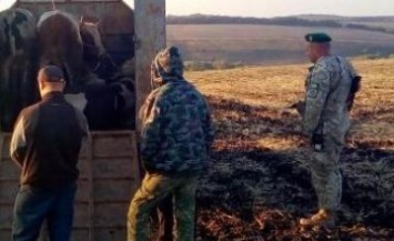 Пятеро украинцев пытались вывезти в РФ крупный рогатый скот, - Госпогранслужба (ВИДЕО)