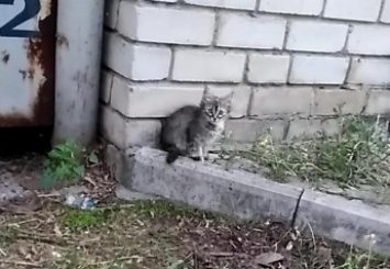 В Запорожье подросток жестоко убил котенка - соцсети (ВИДЕО)