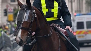 В России голодают полицейские лошади, одна из них умерла (ФОТО)