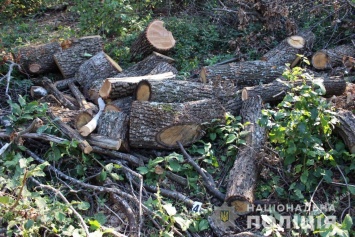 В Одесской области трое мужчин незаконно крушили лес